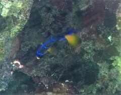 Holacanthus ciliaris