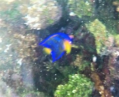 Holacanthus ciliaris