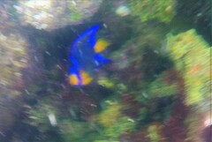 Holacanthus ciliaris