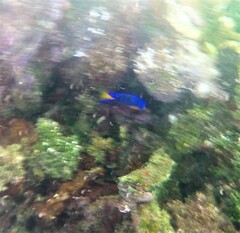 Holacanthus ciliaris