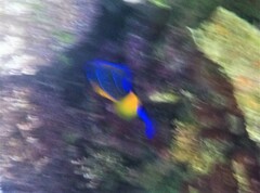 Holacanthus ciliaris