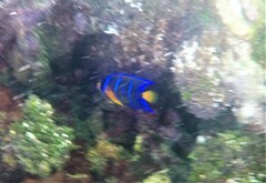 Holacanthus ciliaris