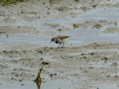 Epthianura albifrons