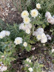 Chrysanthemum