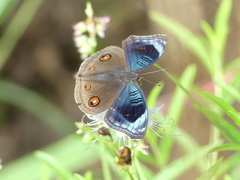 Junonia artaxia
