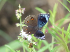 Junonia artaxia