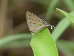 Hemiolaus caeculus