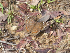 Junonia natalica natalica