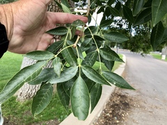 Fraxinus pennsylvanica