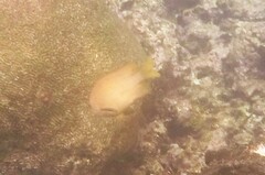 Microspathodon chrysurus