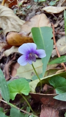 Viola banksii