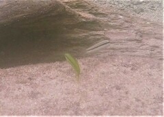 Halichoeres bivittatus