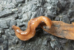 Bipalium adventitium