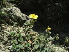 Helianthemum