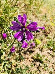 Malva sylvestris
