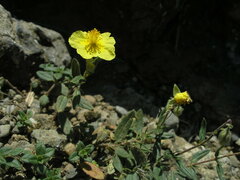 Helianthemum