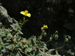 Helianthemum