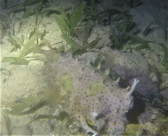 Chilomycterus antennatus