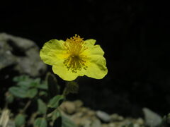 Helianthemum