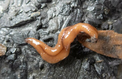 Bipalium adventitium