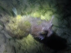 Chilomycterus antennatus