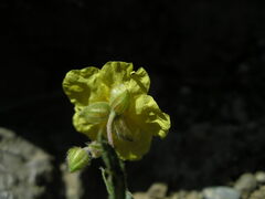 Helianthemum