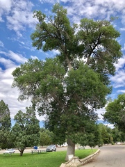 Fraxinus pennsylvanica