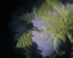 Astrophyton muricatum