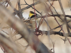 Emberiza elegans