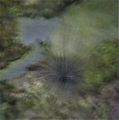 Astrophyton muricatum