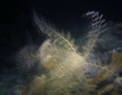 Astrophyton muricatum