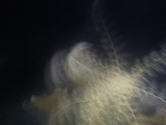 Astrophyton muricatum