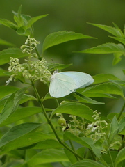 Catopsilia florella