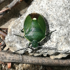 Chlorochroa juniperina