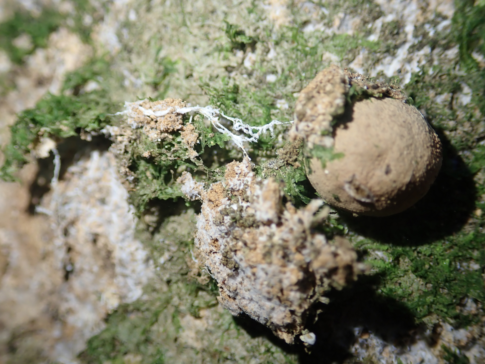 Dying liverwort around puffball