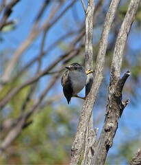 Daphoenositta chrysoptera