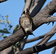 Daphoenositta chrysoptera