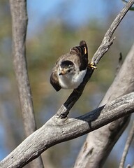 Daphoenositta chrysoptera