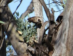Daphoenositta chrysoptera