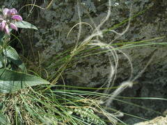 Stipa ucrainica