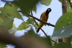 Ploceus cucullatus