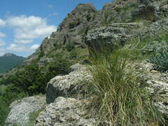 Stipa ucrainica