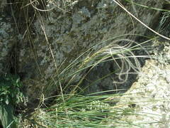 Stipa ucrainica