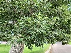 Fraxinus pennsylvanica