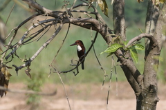 Halcyon smyrnensis perpulchra