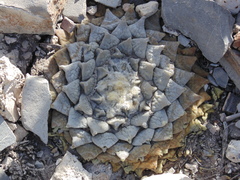 Ariocarpus retusus retusus