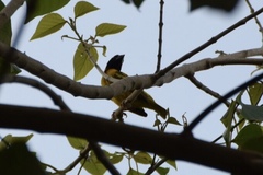 Ploceus cucullatus