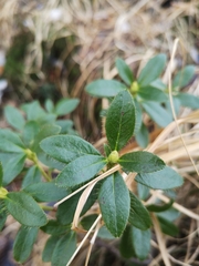 Rhododendron hirsutum