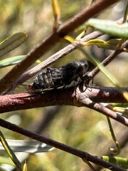 Atrapsalta encaustica