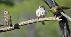 Melithreptus brevirostris